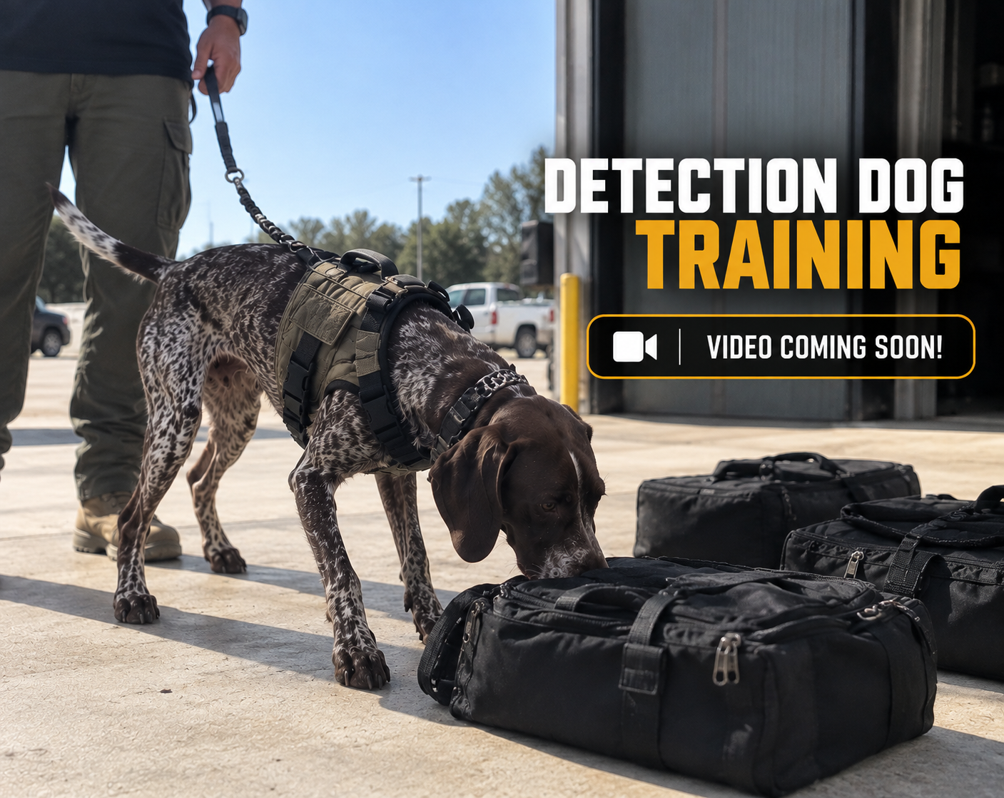 Illustrative German Shorthaired Pointer scent-work scene. Detection dog training video coming soon.